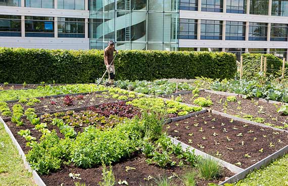 potagers urbains