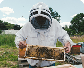 abeilles en entreprise